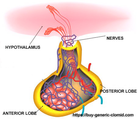 pituitary gland and clomid