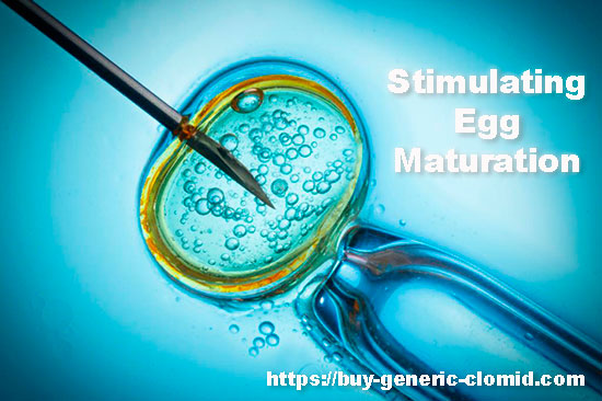 stimulating egg maturation
