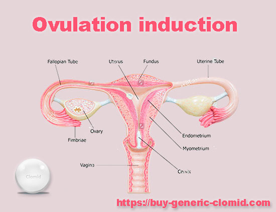 about ovulation induction